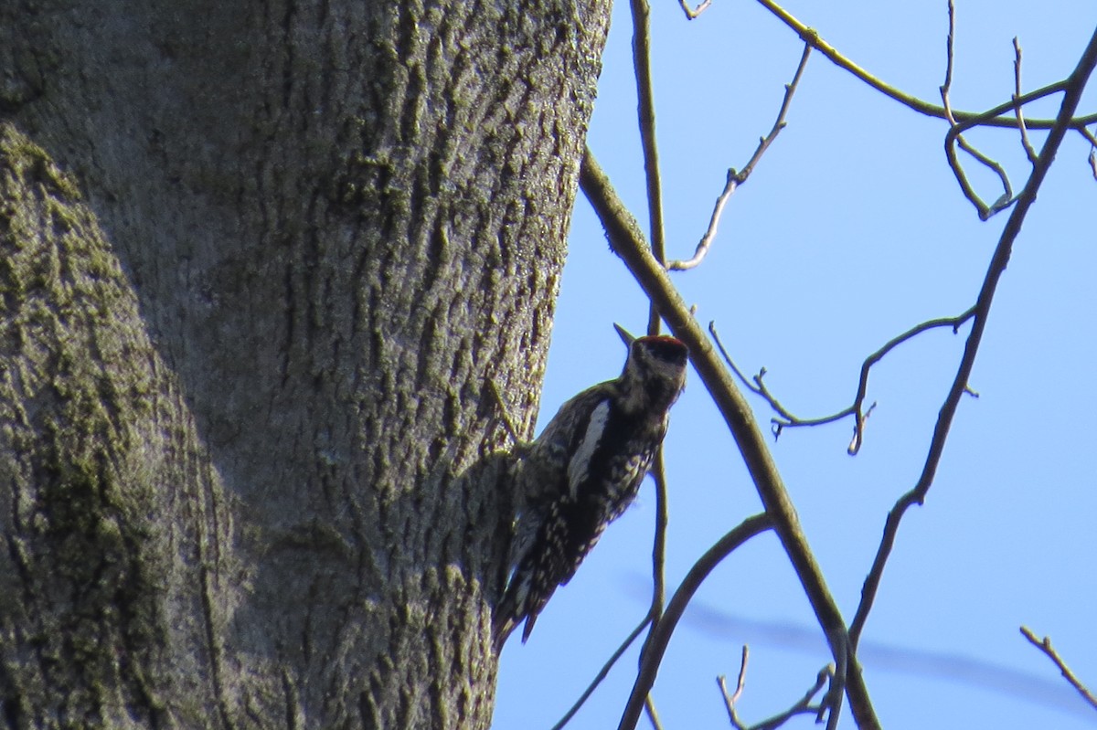Yellow-bellied Sapsucker - ML54263931