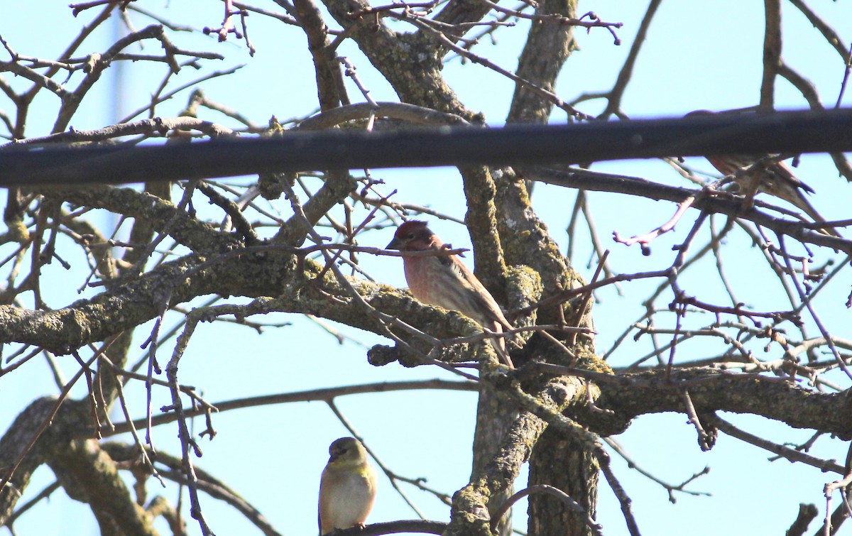 Cassin's Finch - ML542641171