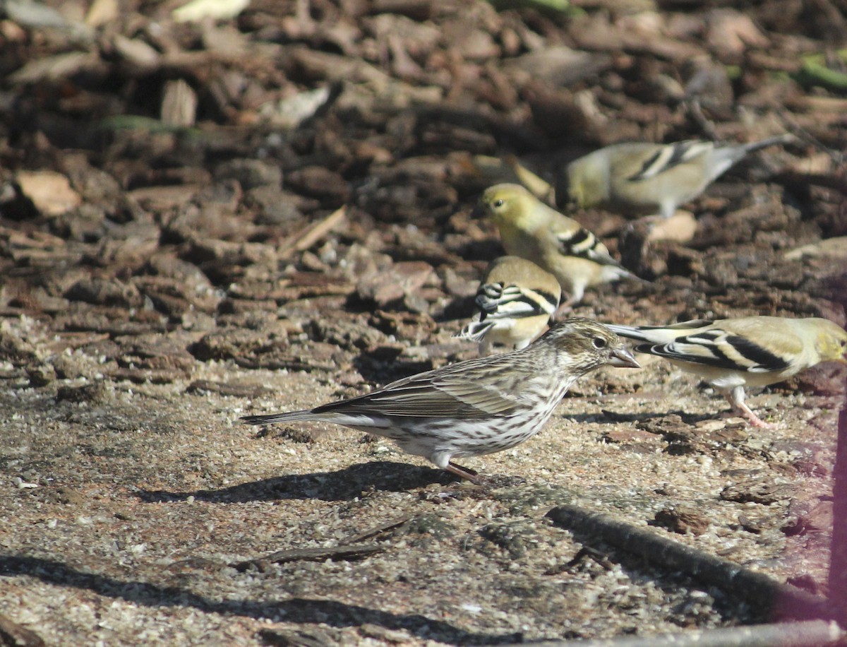 Cassin's Finch - ML542641181