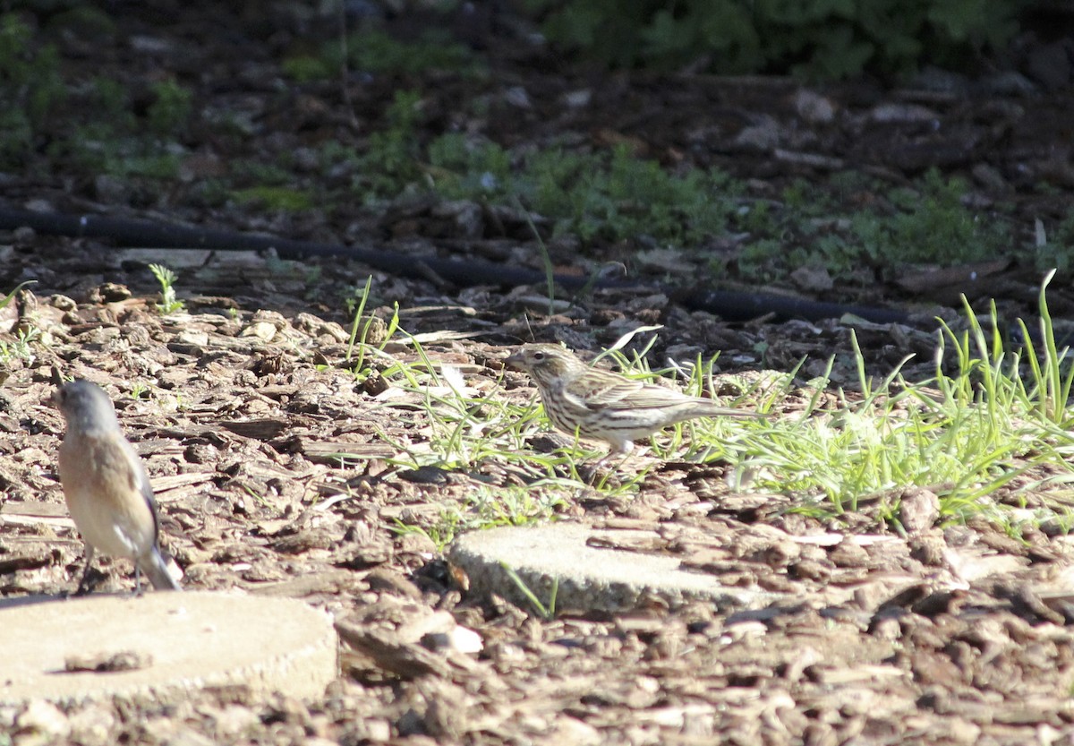 Cassin's Finch - ML542641191