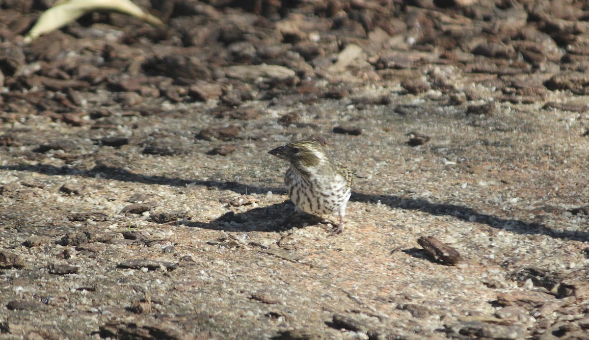 Cassin's Finch - ML542641201