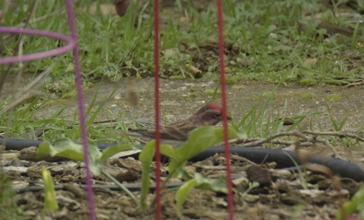 Cassin's Finch - ML542643051