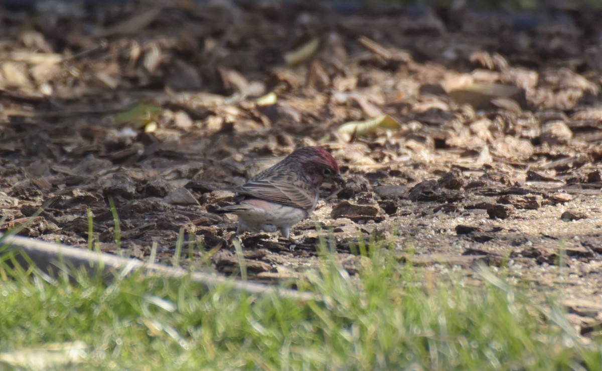 Cassin's Finch - ML542643551