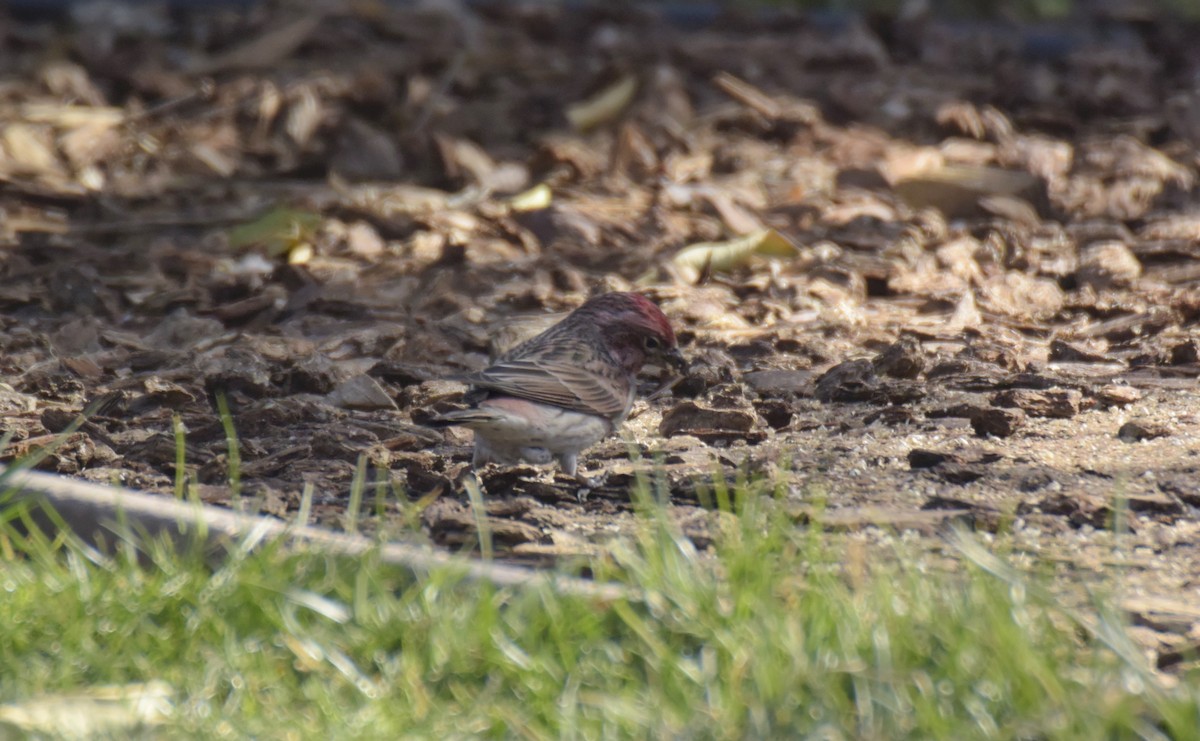 Cassin's Finch - lief gallagher