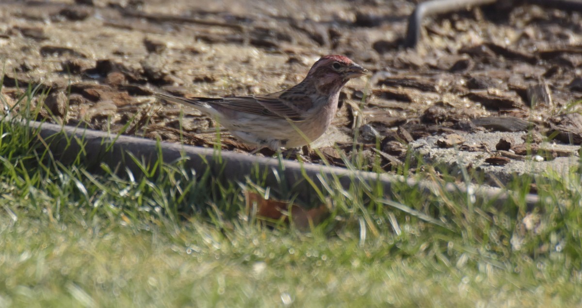 Cassin's Finch - ML542643561