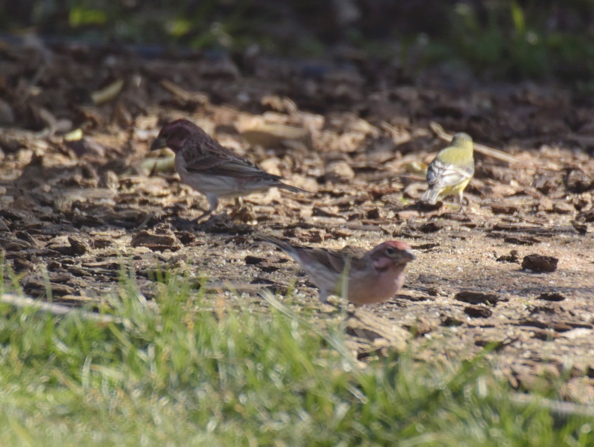 Cassin's Finch - ML542643571