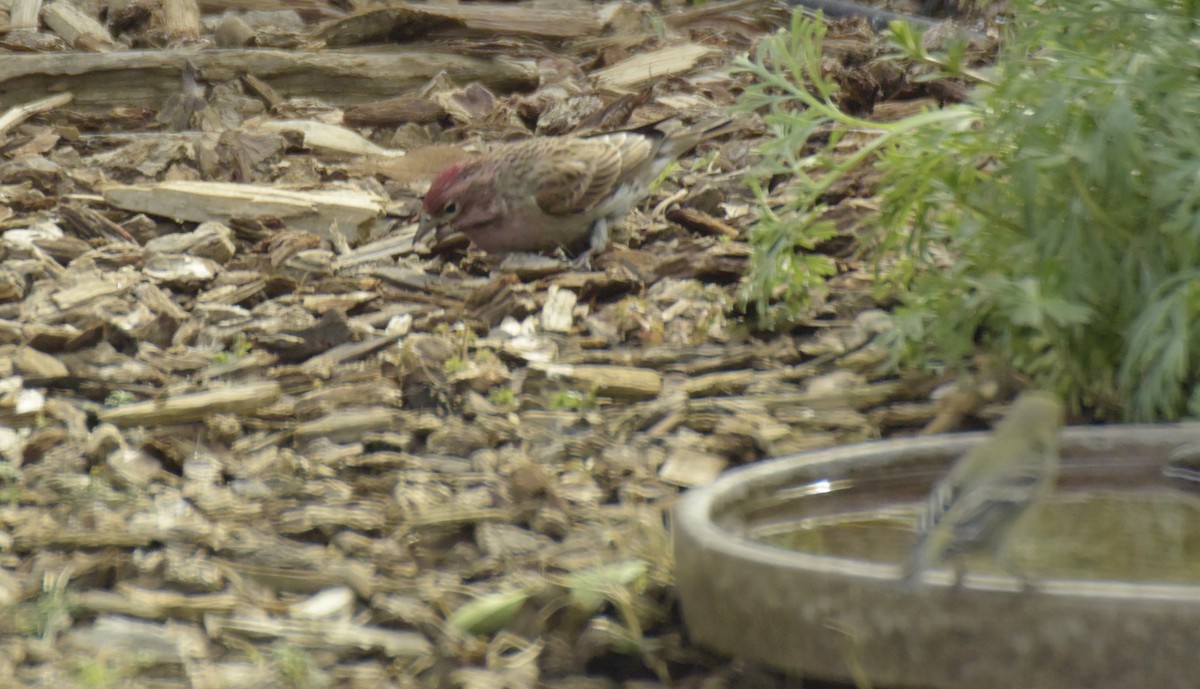 Cassin's Finch - ML542644801