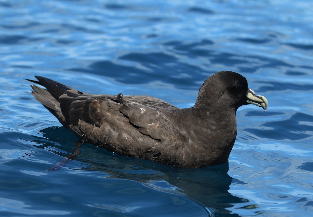White-chinned Petrel - sean clancy