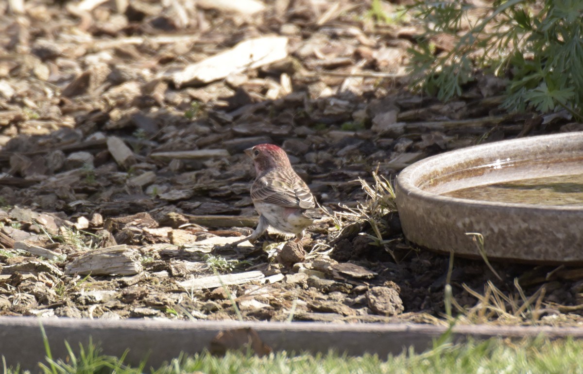 Cassin's Finch - ML542646131