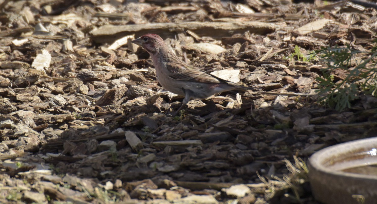 Cassin's Finch - ML542646141