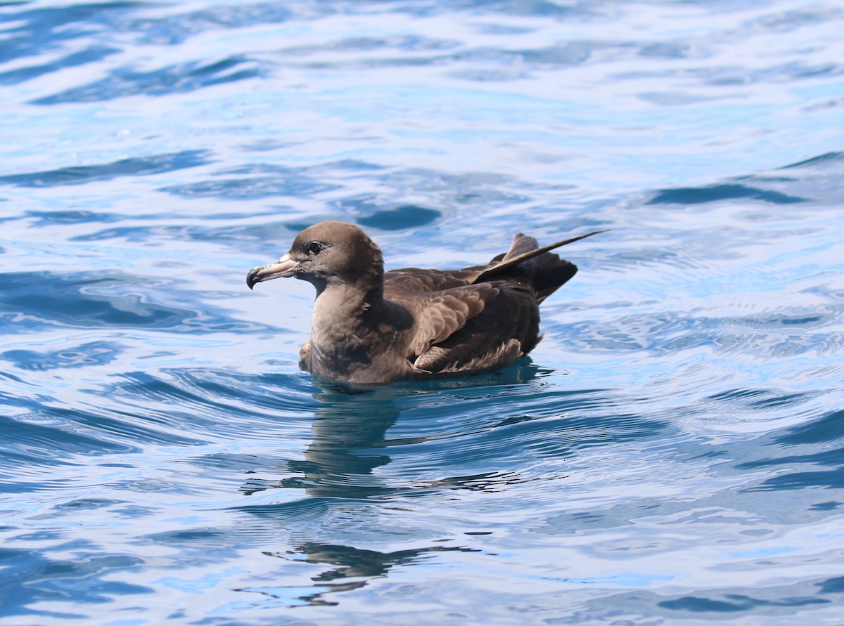 Flesh-footed Shearwater - ML542646481