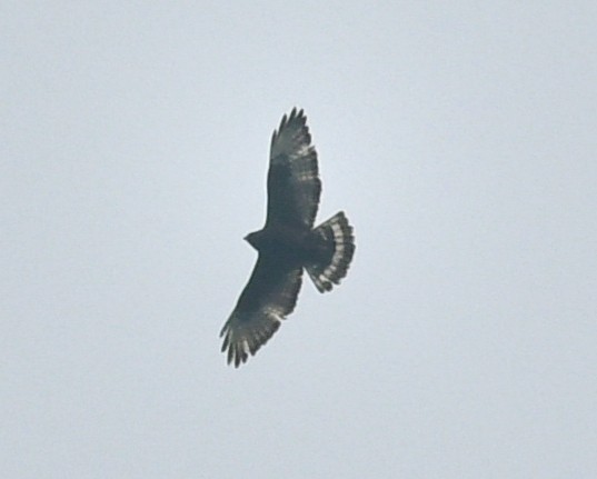 Broad-winged Hawk - Ignacio Rodriguez