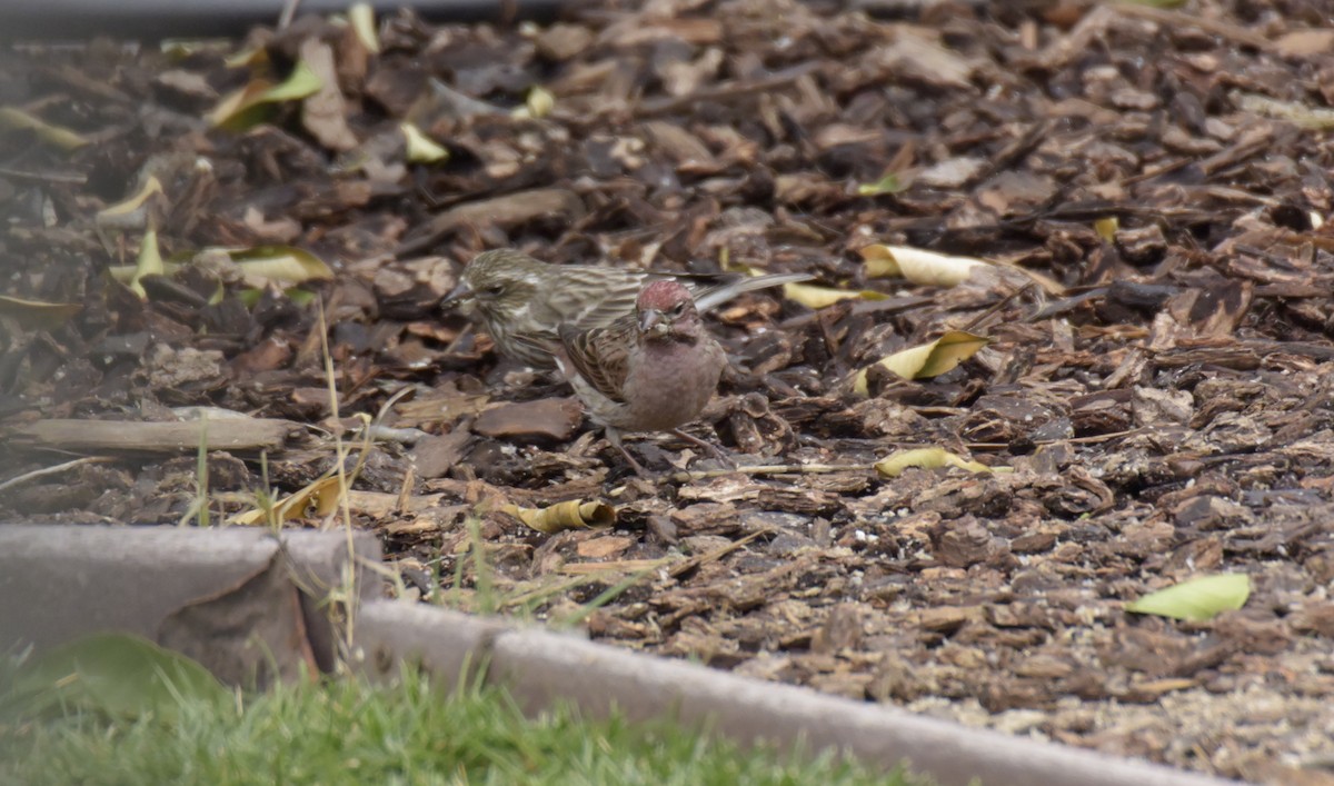 Cassin's Finch - ML542647591