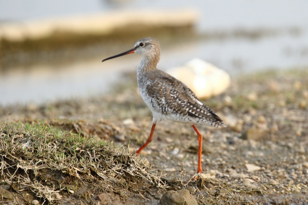 Spotted Redshank - ML542647611