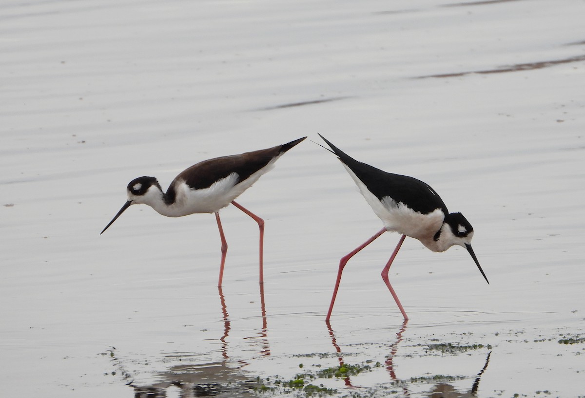 Black-necked Stilt - ML542648121