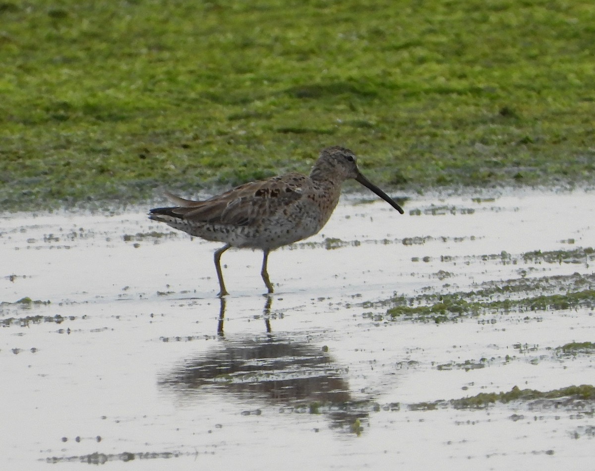 Short-billed/Long-billed Dowitcher - Mary Tannehill