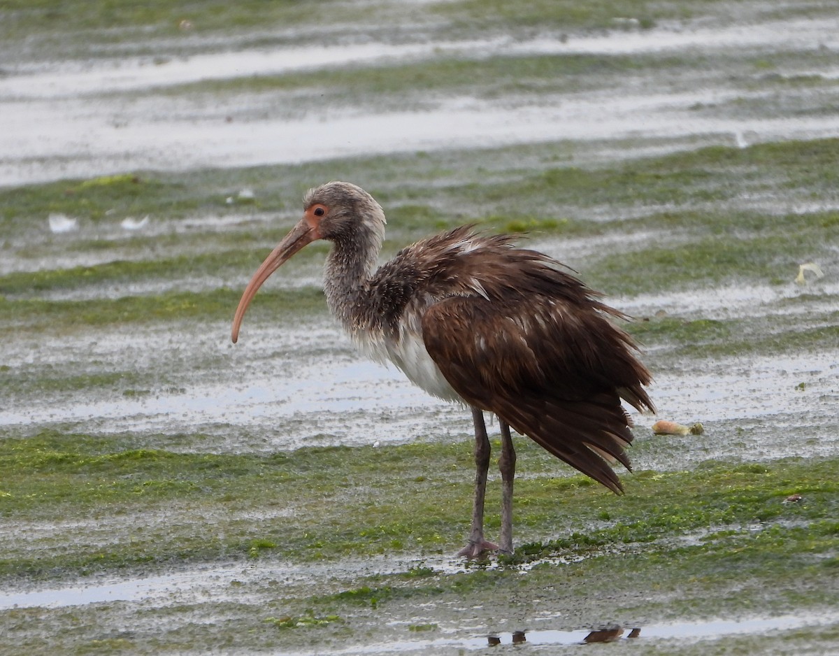 White Ibis - ML542650181