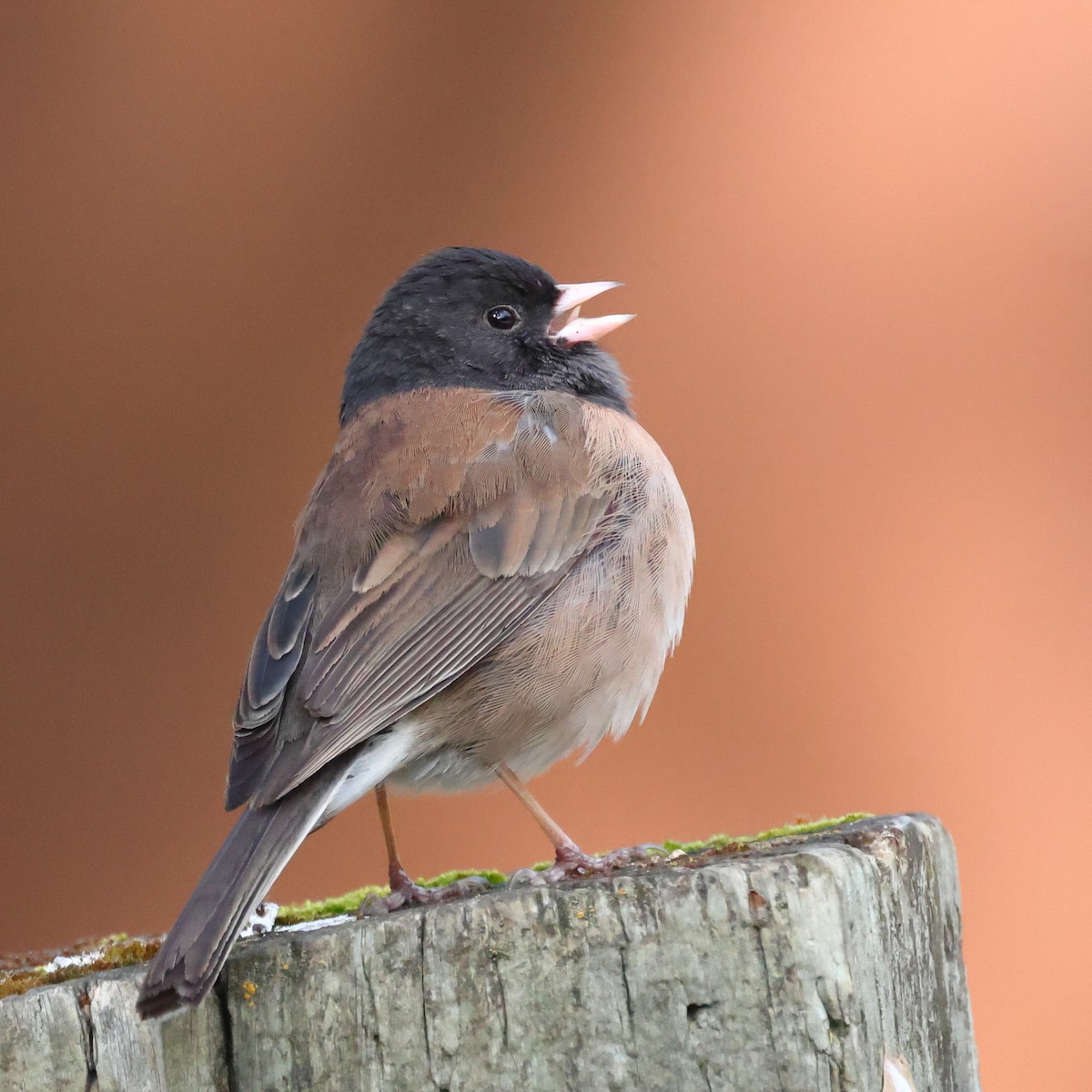 Dark-eyed Junco (Oregon) - ML542651521