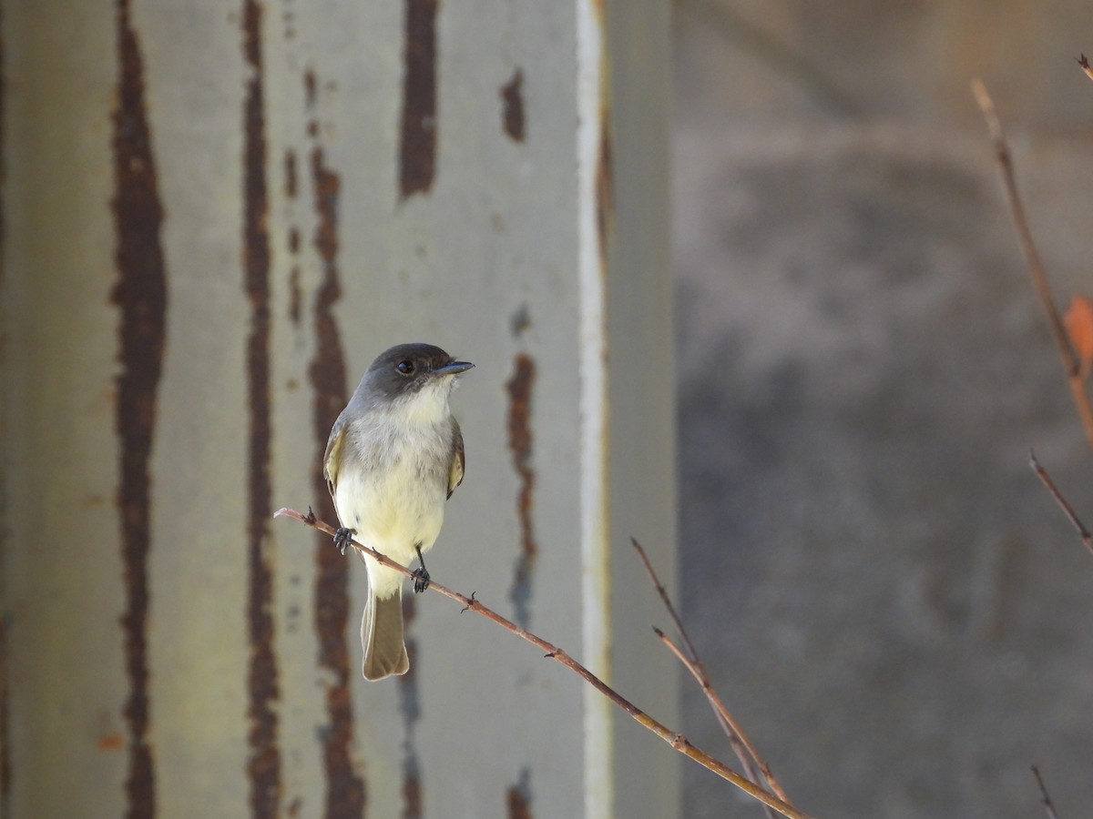 Eastern Phoebe - ML542651571