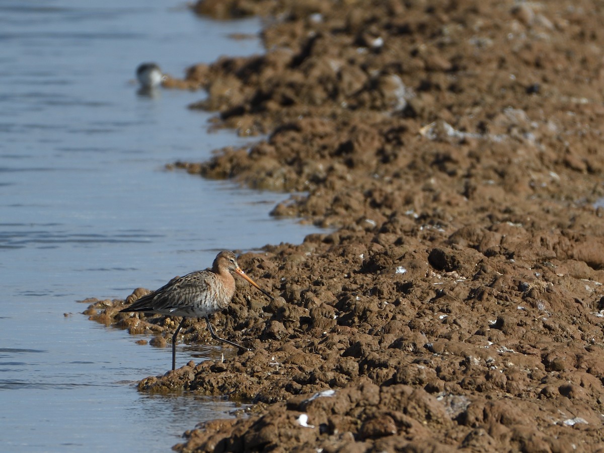 Black-tailed Godwit - Manuel Espenica