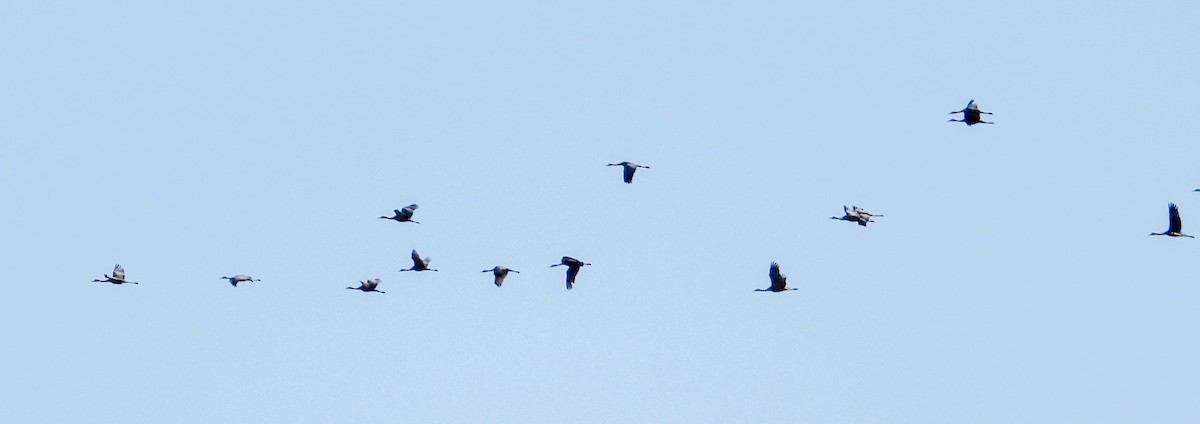 Sandhill Crane - ML542651761