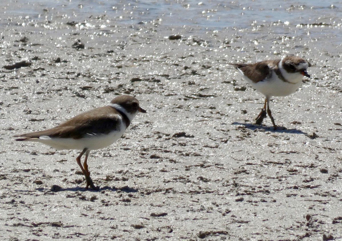 Semipalmated Plover - Mary Jane Gagnier