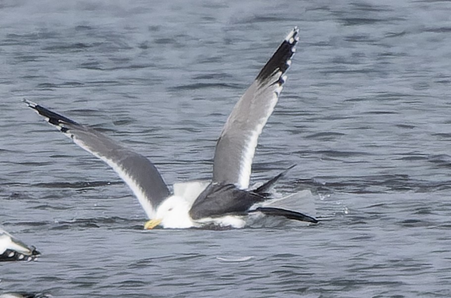 Slaty-backed Gull - ML542653411