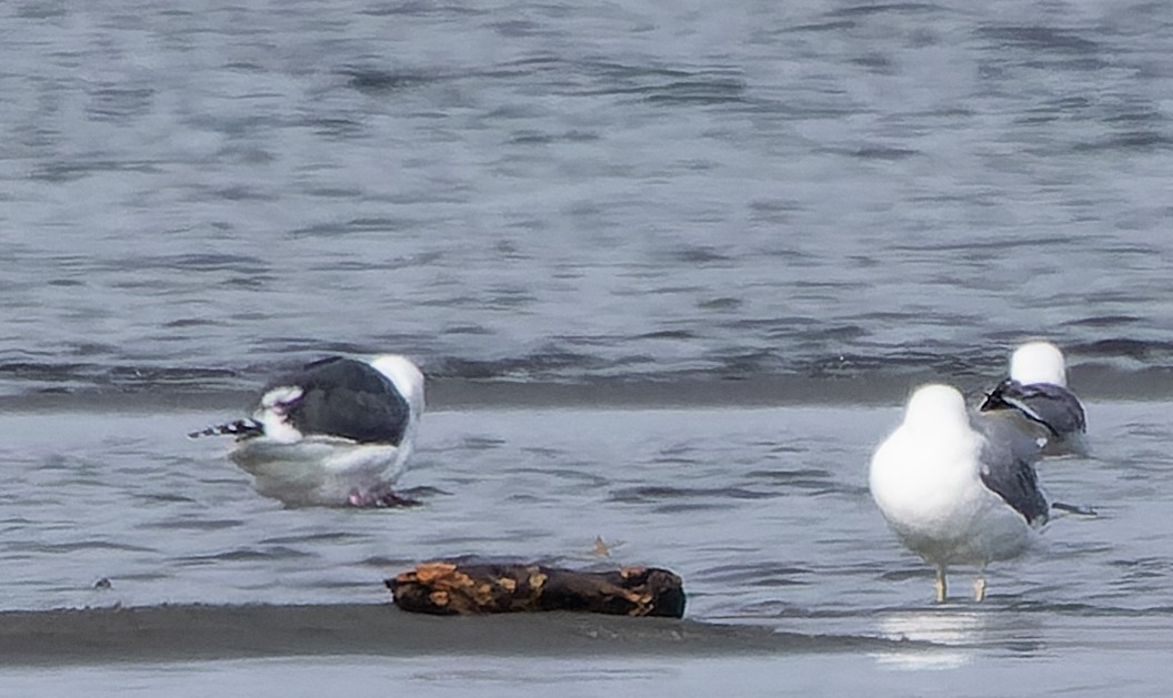 Slaty-backed Gull - ML542653421