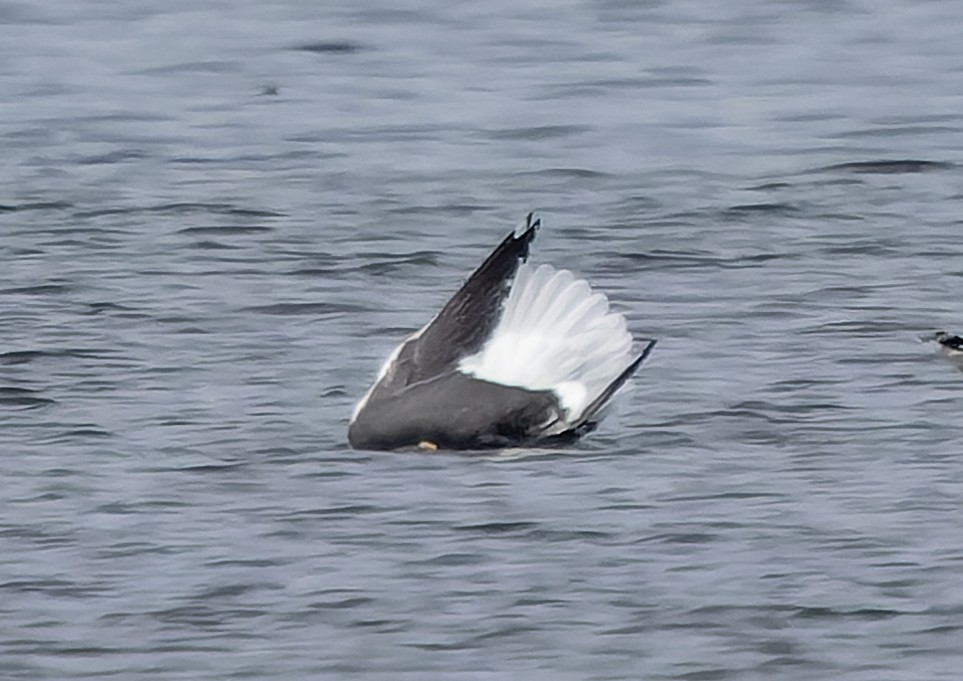 Slaty-backed Gull - ML542653431