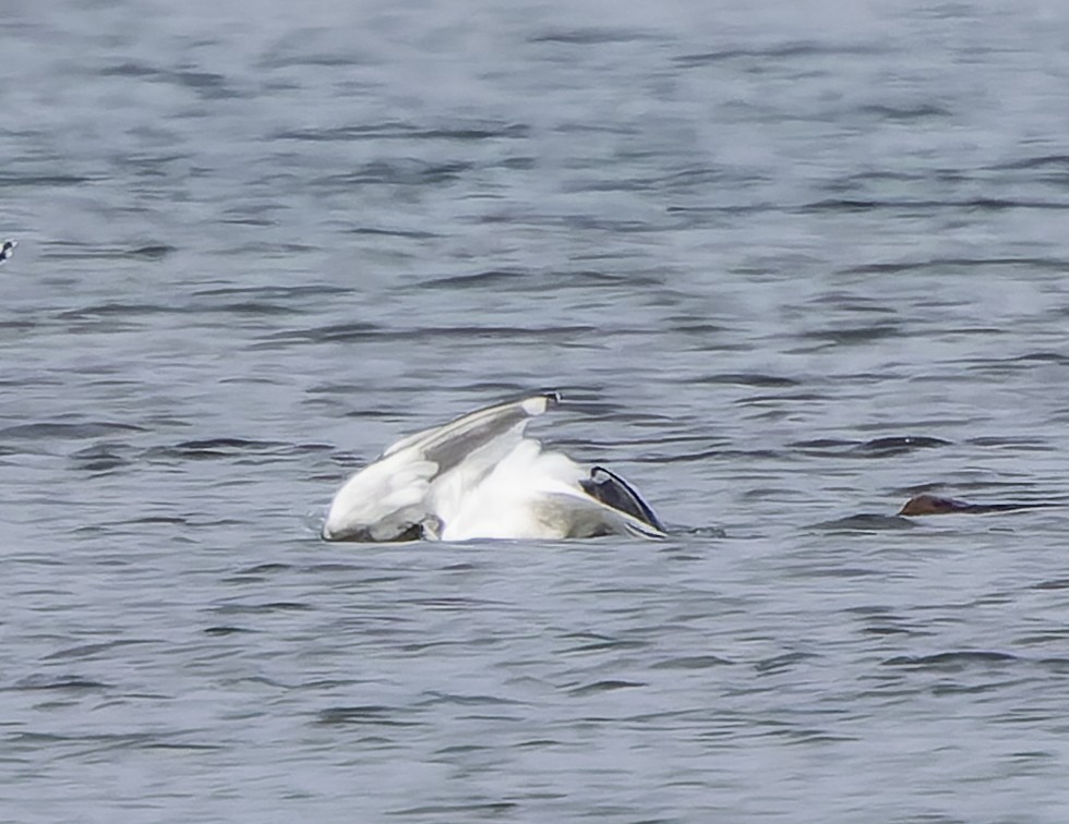 Slaty-backed Gull - ML542653441