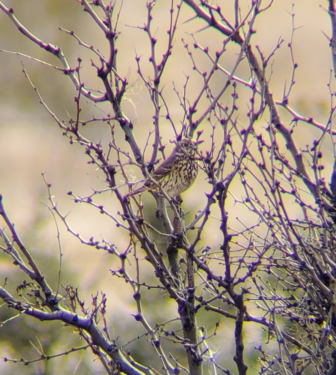 Sage Thrasher - ML542654231