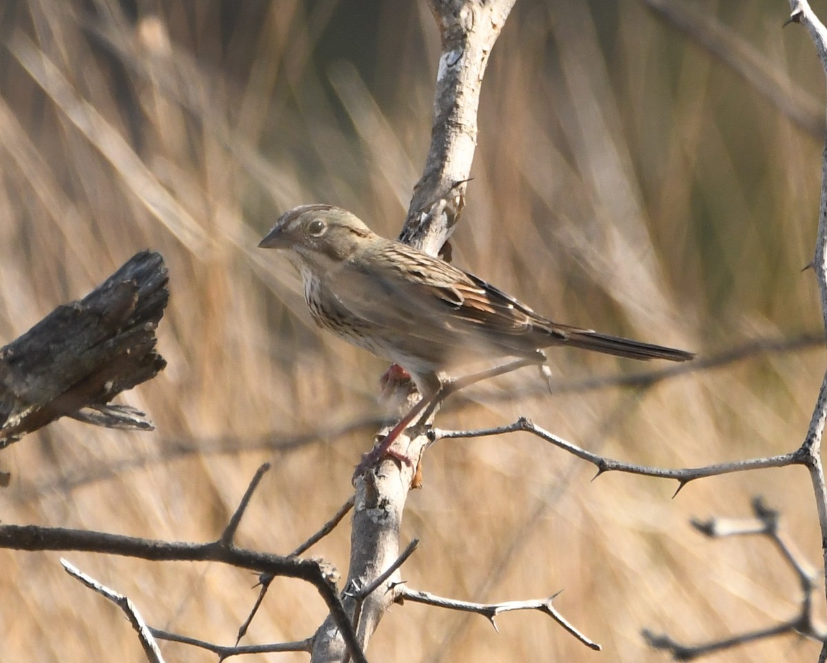 Lincoln's Sparrow - Leonardo Guzmán (Kingfisher Birdwatching Nuevo León)