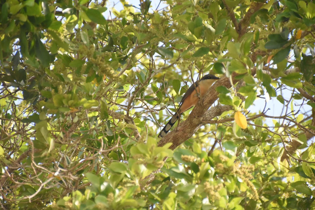 Mangrove Cuckoo - ML542654501
