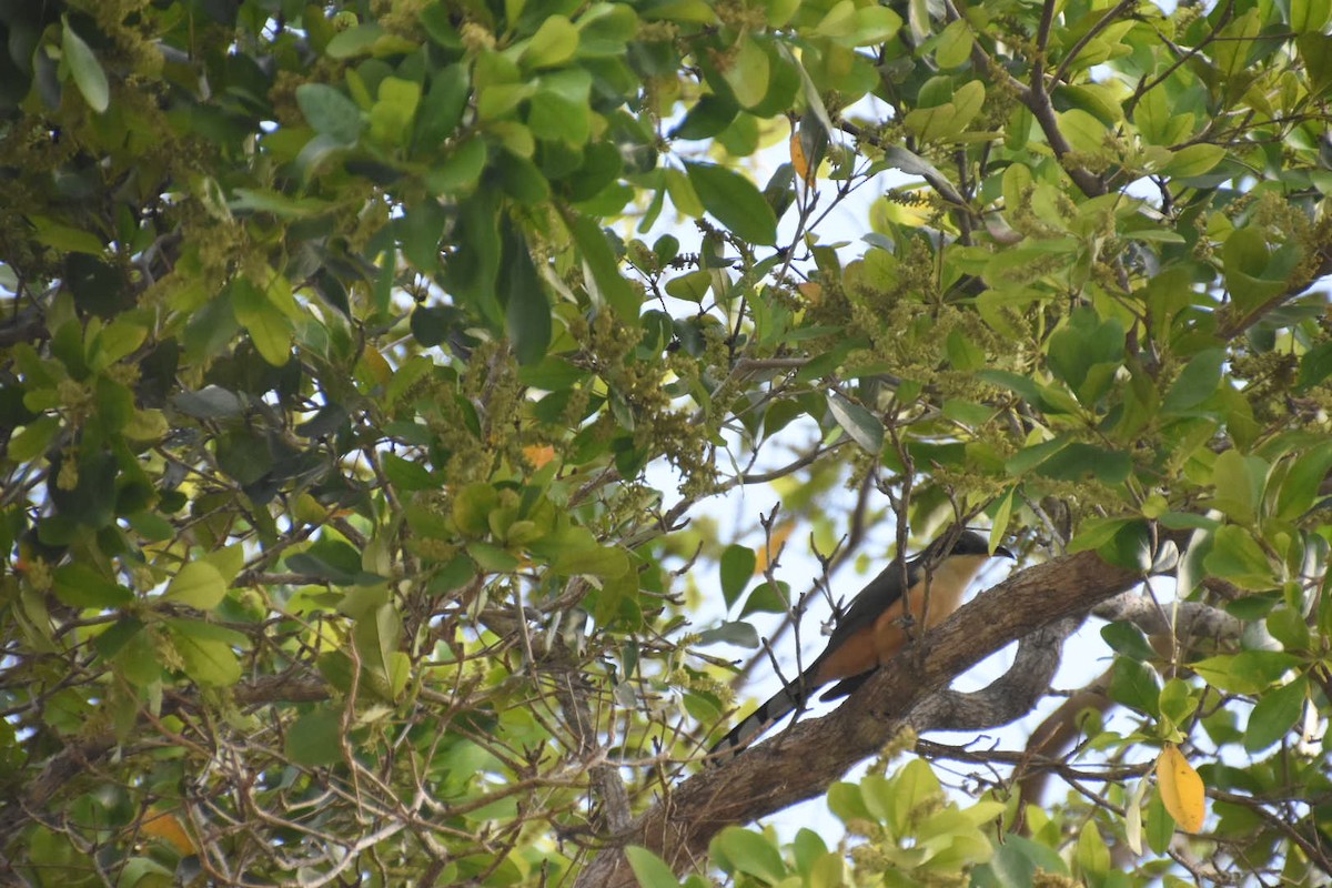 Mangrove Cuckoo - ML542654531