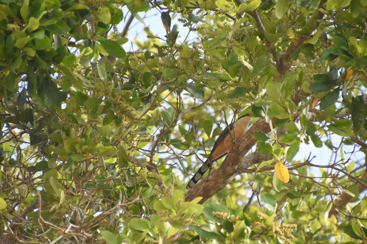Mangrove Cuckoo - ML542654541