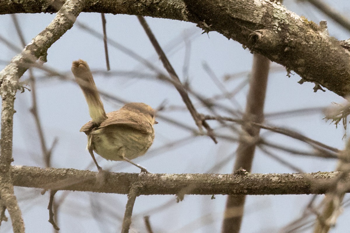 Fulvous-faced Scrub-Tyrant - ML542654691