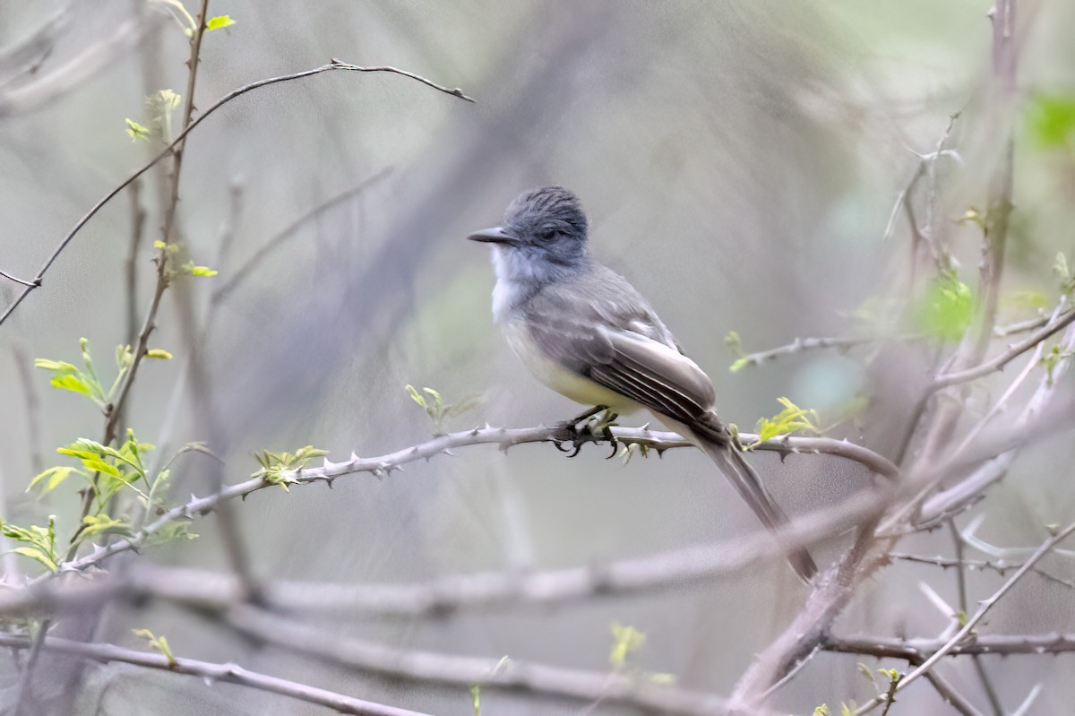 Sooty-crowned Flycatcher - ML542655101