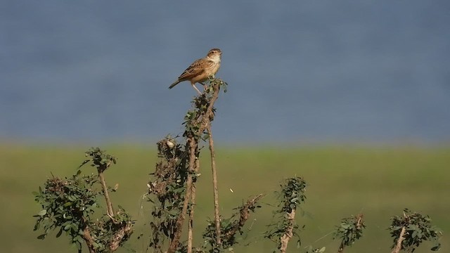 Singing Bushlark - ML542655291