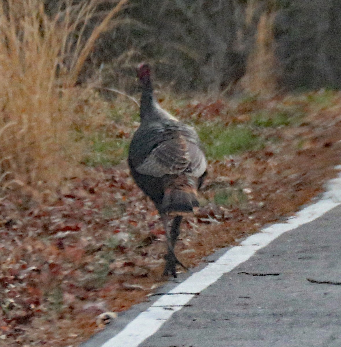 Wild Turkey - ML542655341