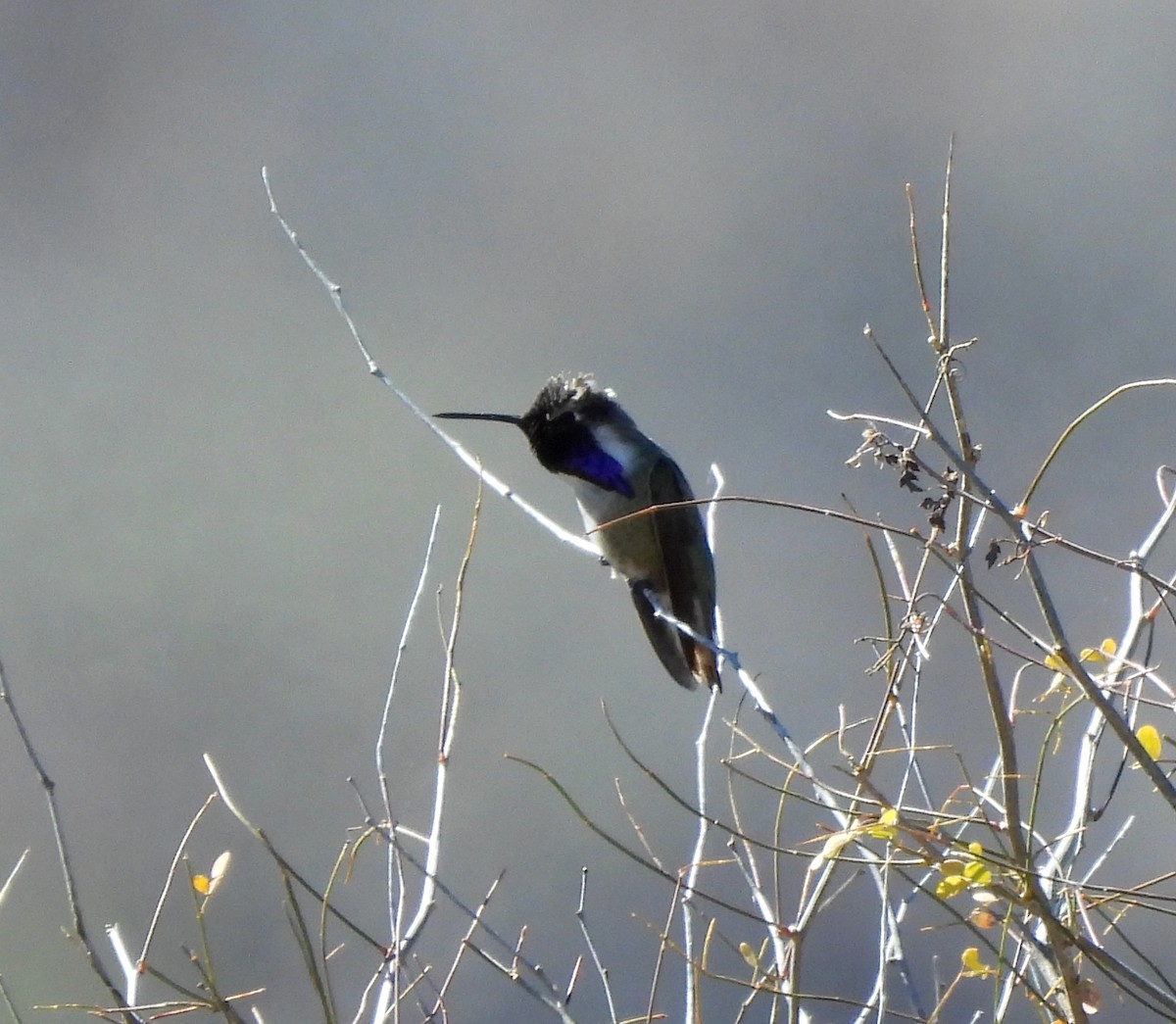 Costa's Hummingbird - ML542655491