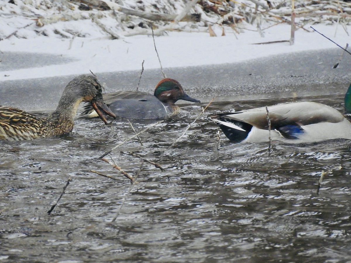 Green-winged Teal - ML542655911