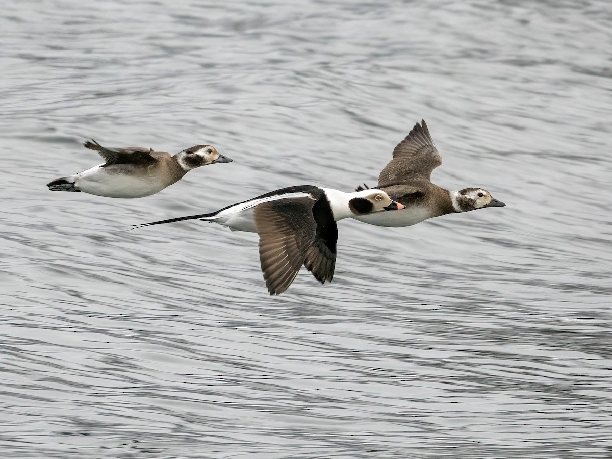 Long-tailed Duck - Jason Carlson