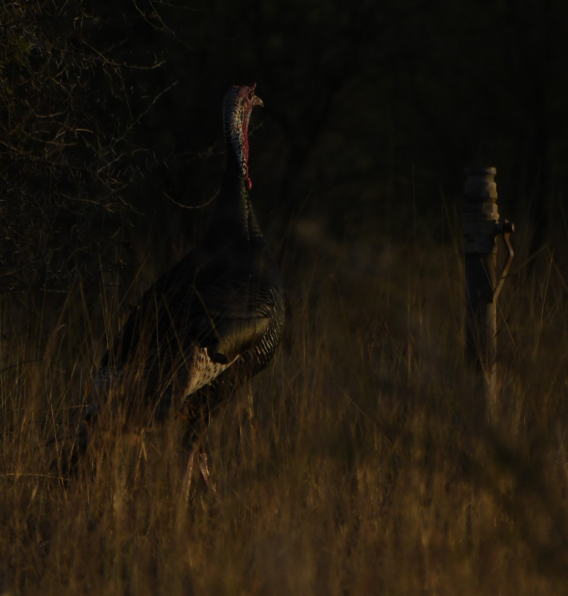 Wild Turkey - Leonardo Guzmán (Kingfisher Birdwatching Nuevo León)