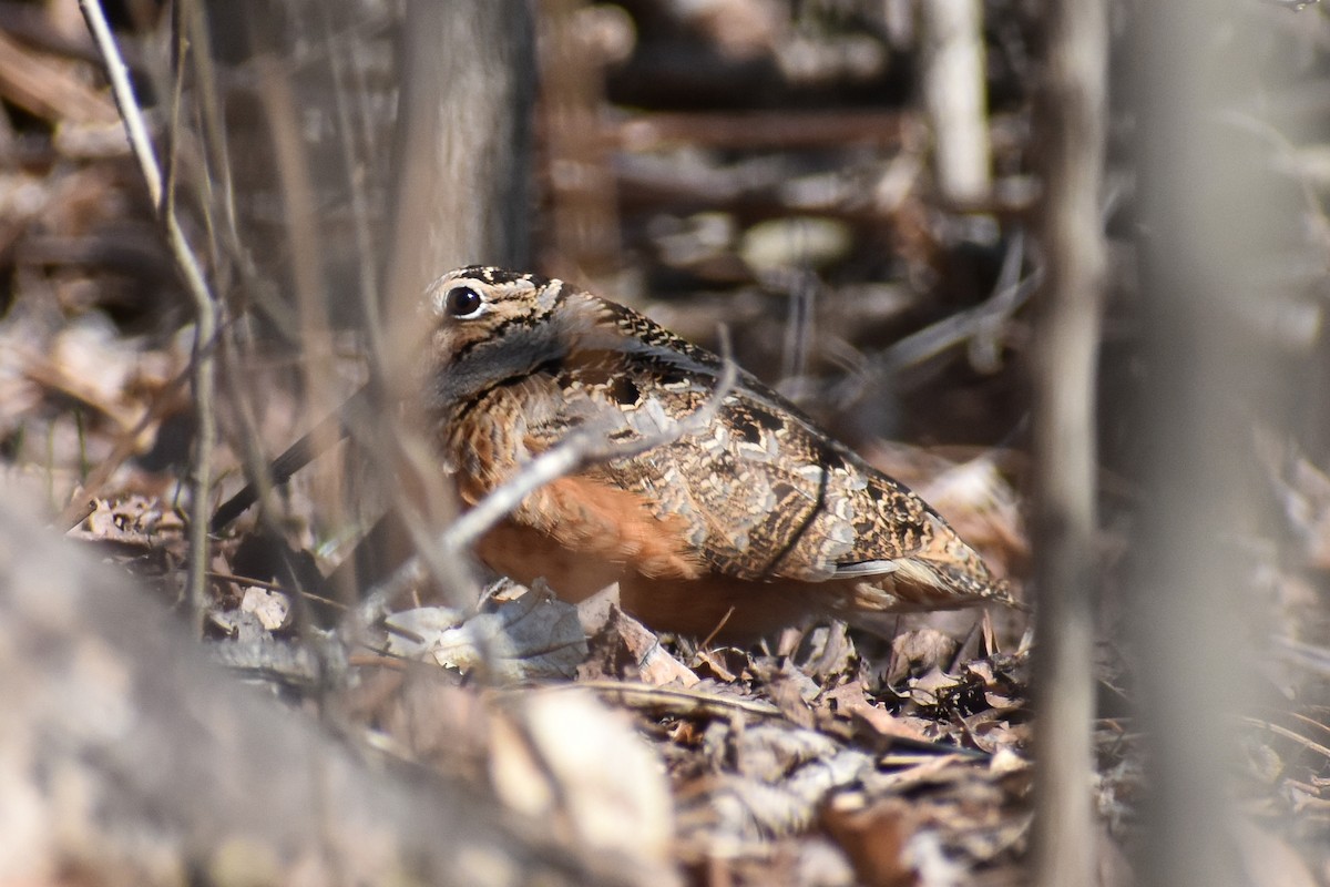 American Woodcock - ML542658191