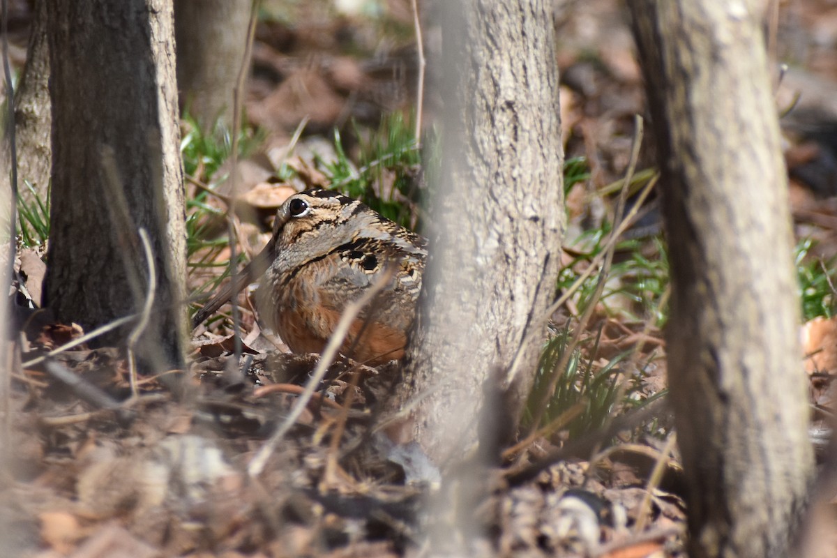 American Woodcock - ML542658201