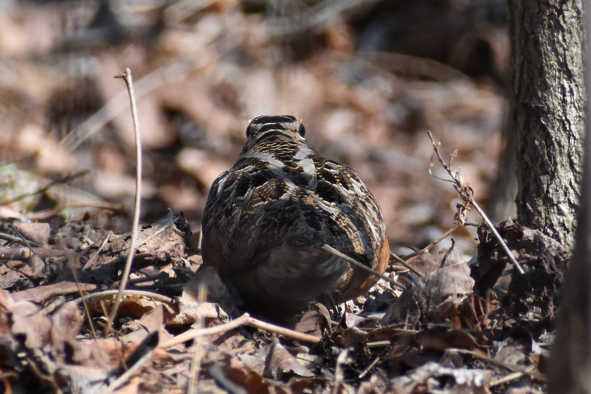 American Woodcock - ML542658211