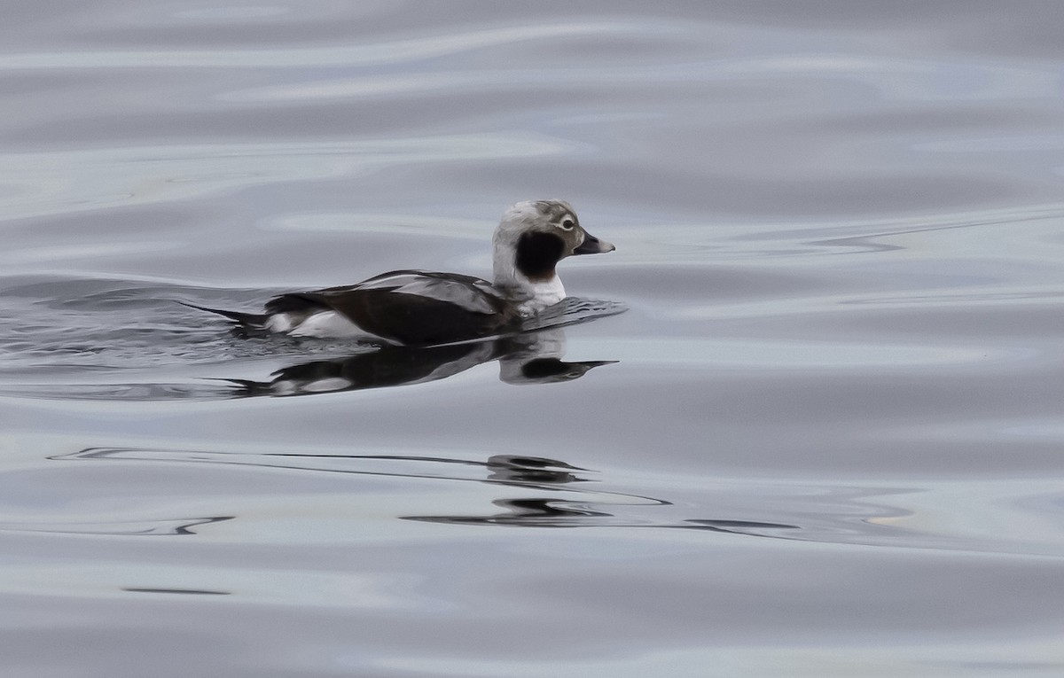Long-tailed Duck - ML542658261