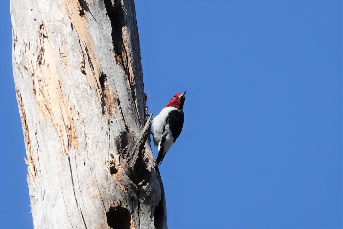 Red-headed Woodpecker - ML542658271