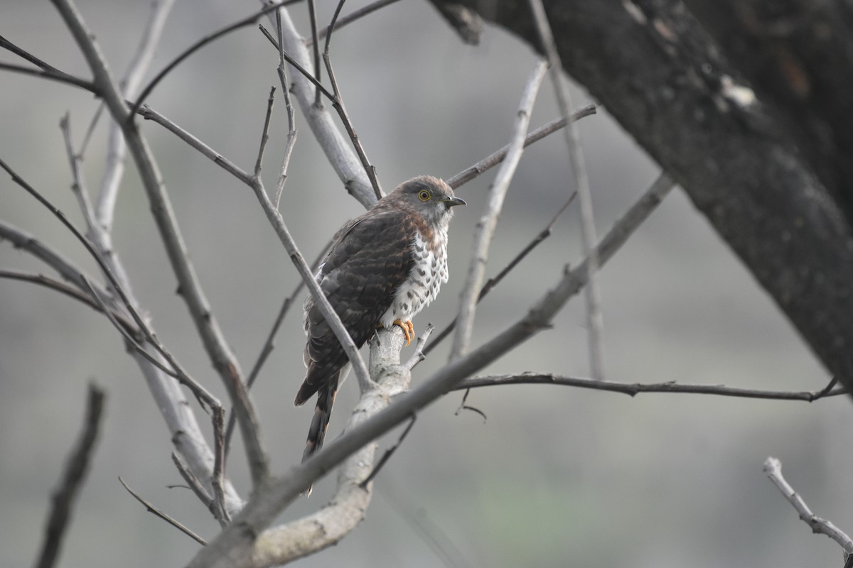 Common Hawk-Cuckoo - ML542659861