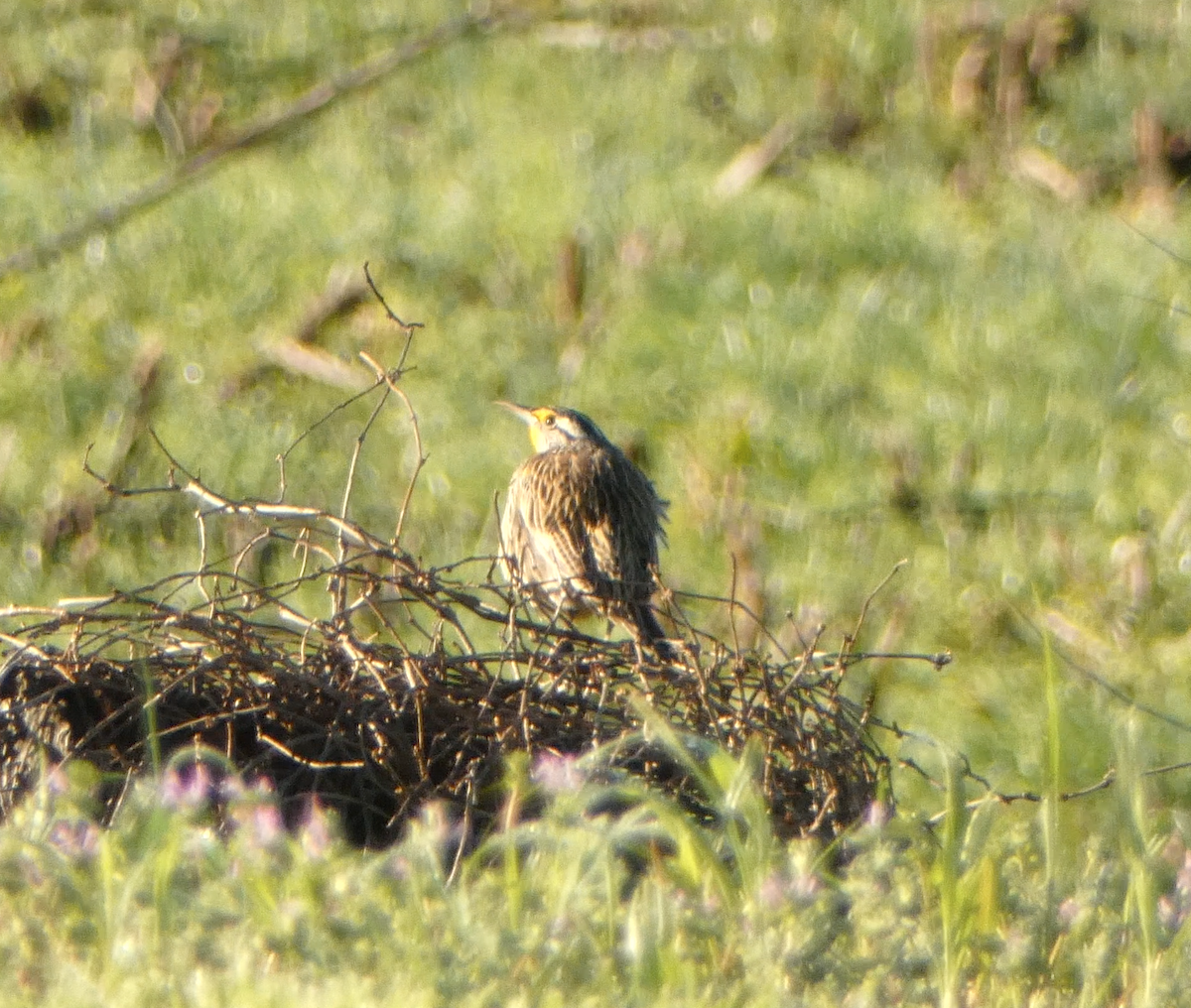 Eastern Meadowlark - ML542660021